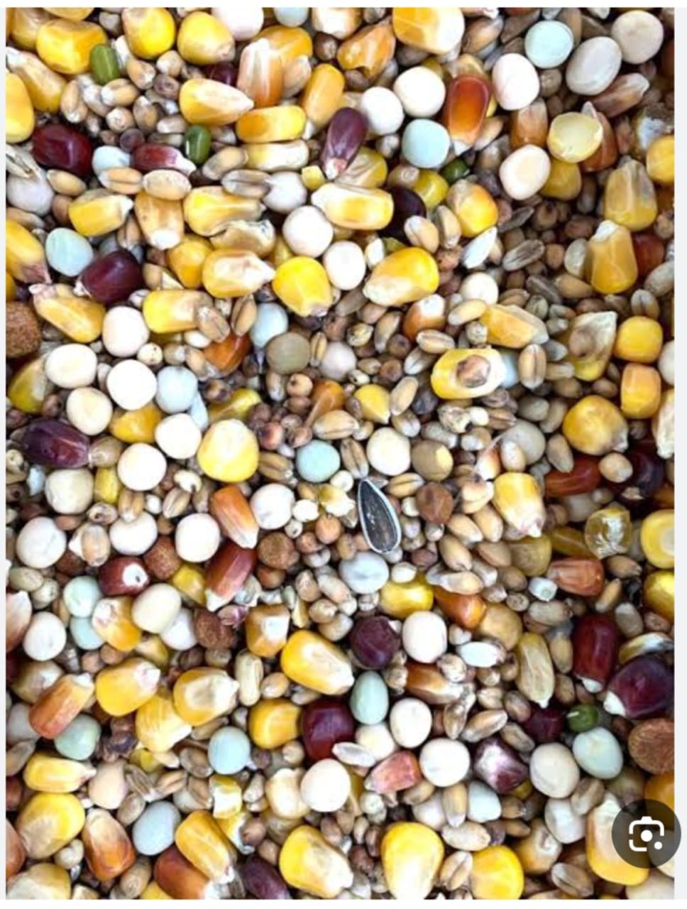 علف حمام 25ك