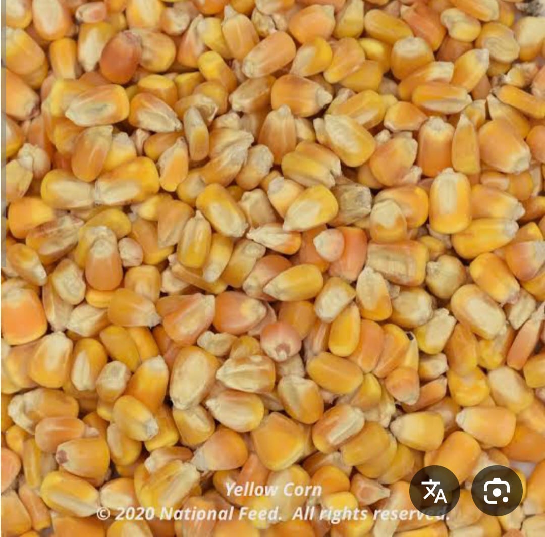 ذرة صفراء مدشوش خشن